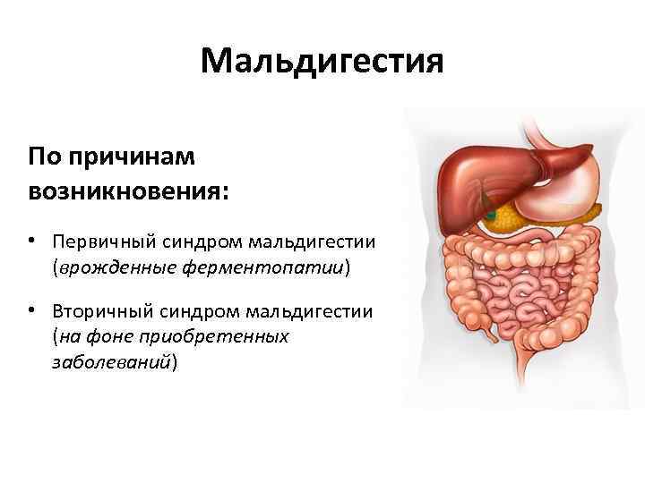 Мальдигестия По причинам возникновения: • Первичный синдром мальдигестии (врожденные ферментопатии) • Вторичный синдром мальдигестии