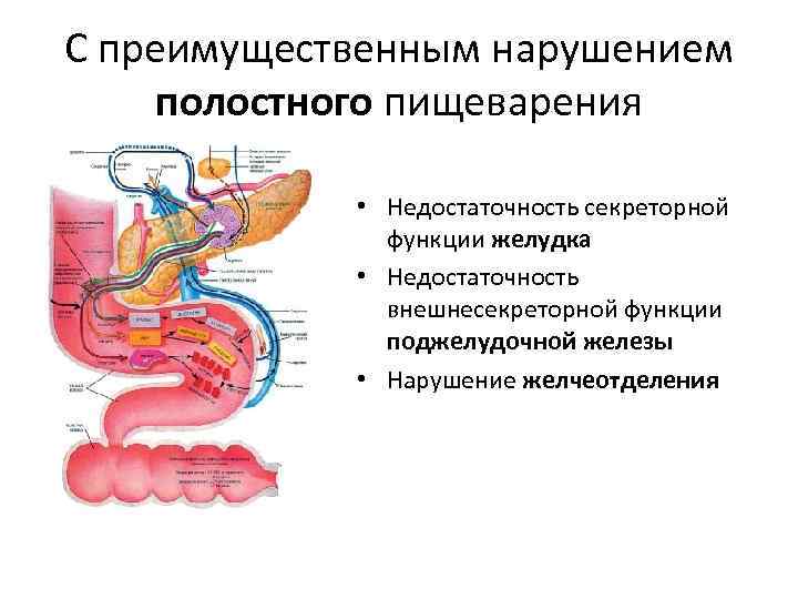 С преимущественным нарушением полостного пищеварения • Недостаточность секреторной функции желудка • Недостаточность внешнесекреторной функции