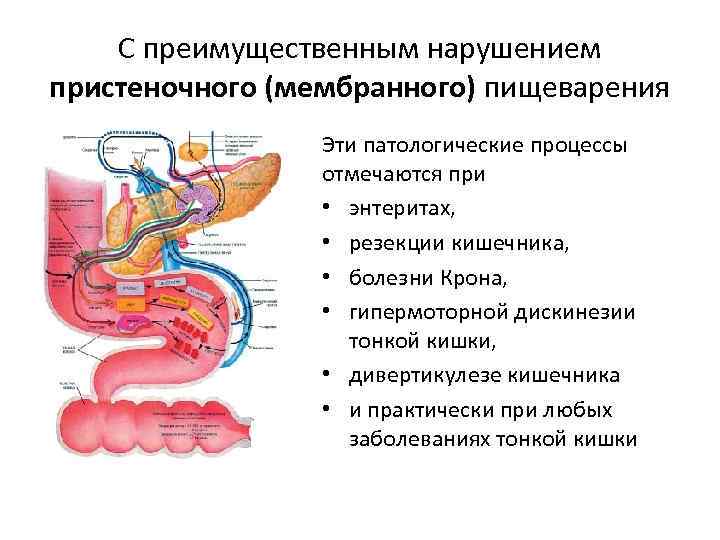 С преимущественным нарушением пристеночного (мембранного) пищеварения Эти патологические процессы отмечаются при • энтеритах, •