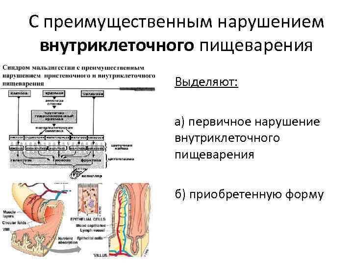 С преимущественным нарушением внутриклеточного пищеварения Выделяют: а) первичное нарушение внутриклеточного пищеварения б) приобретенную форму