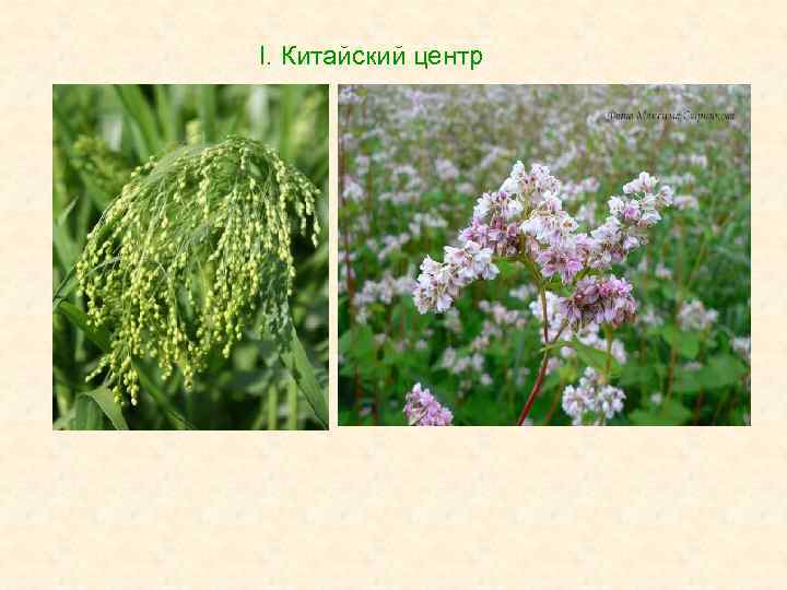 I. Китайский центр 