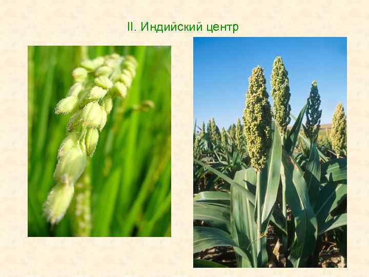 II. Индийский центр 