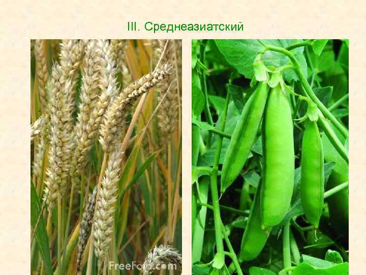 III. Среднеазиатский 