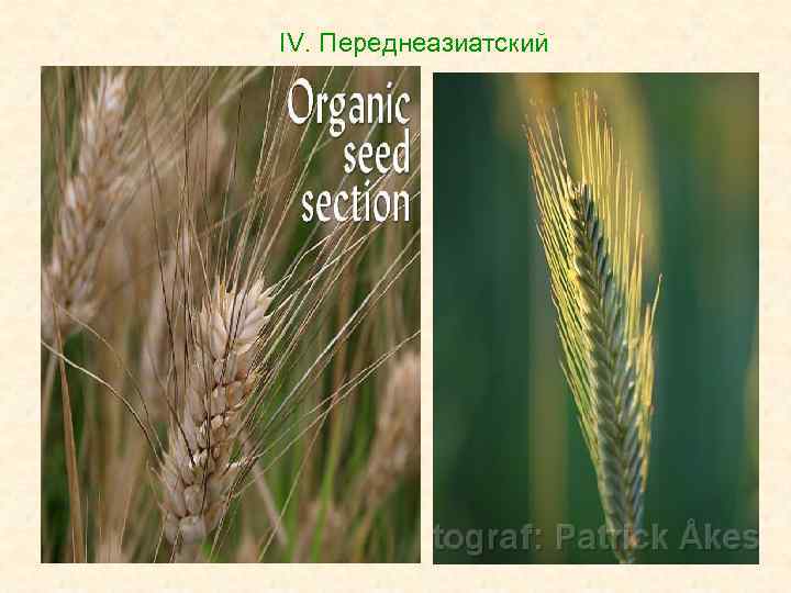 IV. Переднеазиатский 