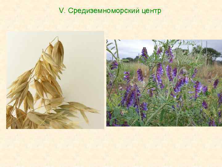 V. Средиземноморский центр 