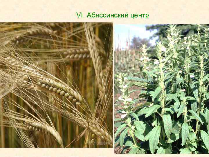 VI. Абиссинский центр 