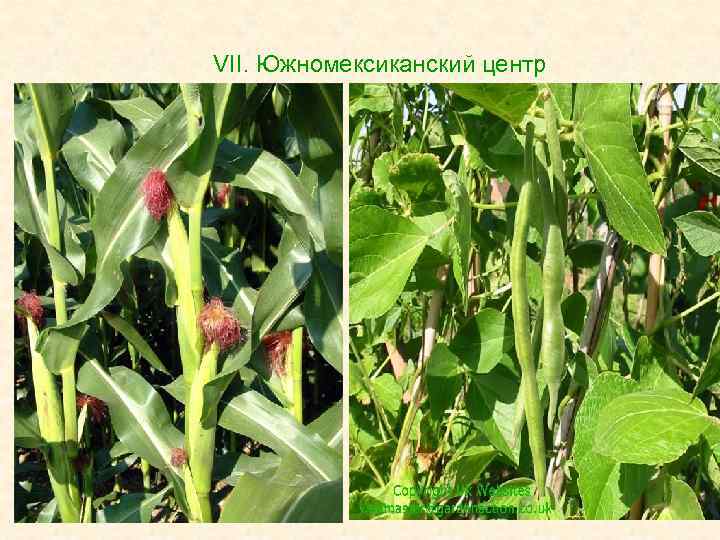 VII. Южномексиканский центр 