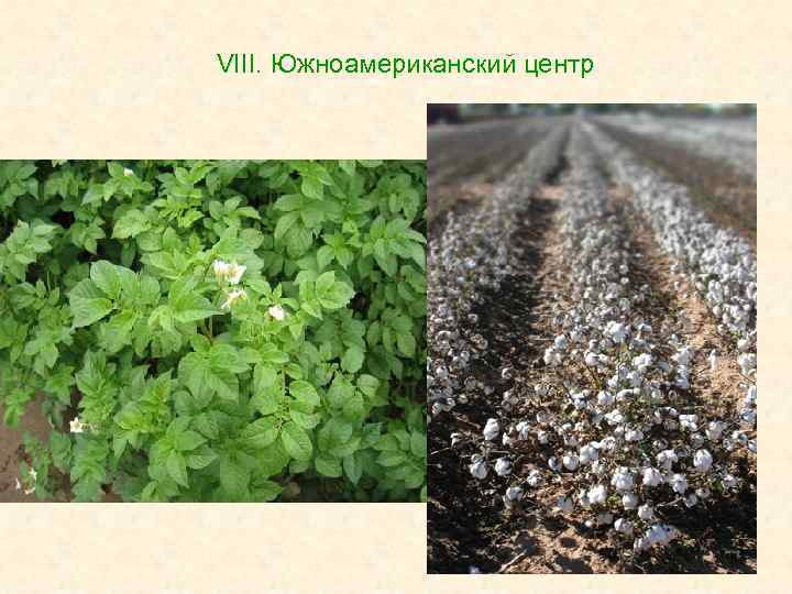 VIII. Южноамериканский центр 