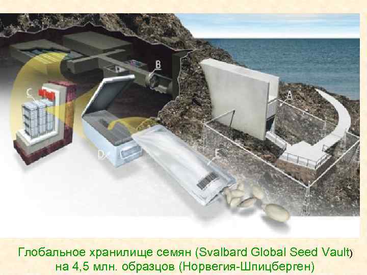 Глобальное хранилище семян (Svalbard Global Seed Vault) на 4, 5 млн. образцов (Норвегия-Шпицберген) 