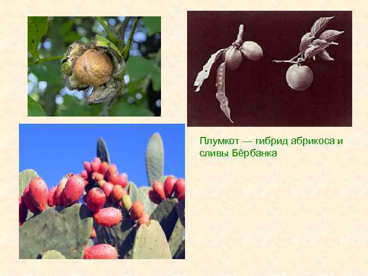 Плумкот — гибрид абрикоса и сливы Бёрбанка 