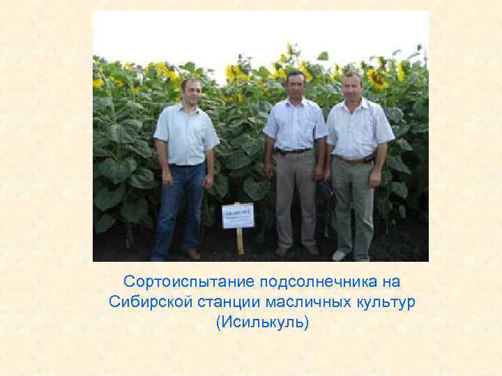 Сортоиспытание подсолнечника на Сибирской станции масличных культур (Исилькуль) 