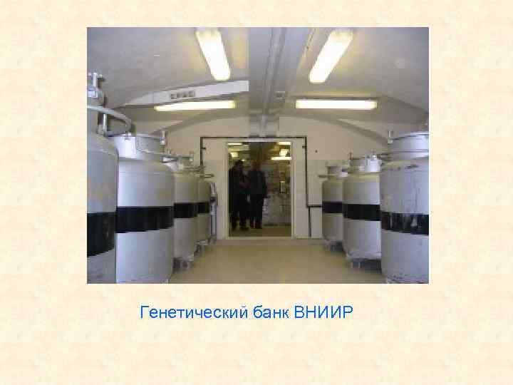 Генетический банк ВНИИР 