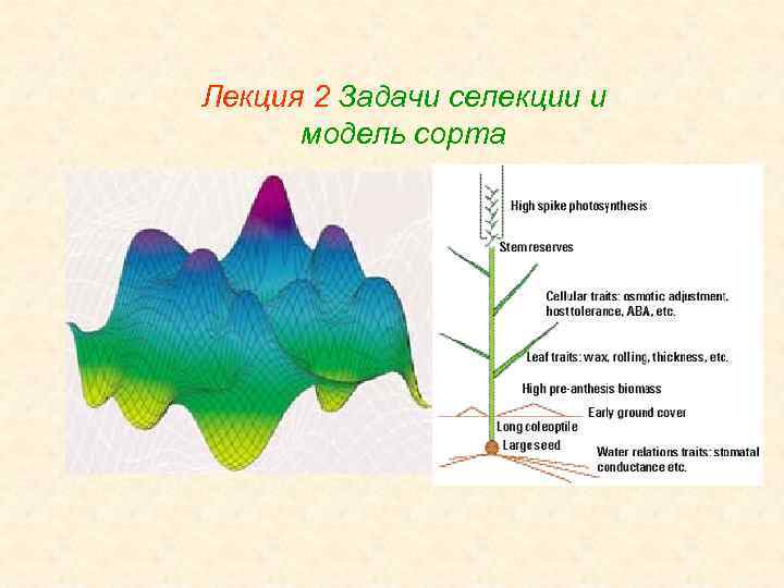 Лекция 2 Задачи селекции и модель сорта 