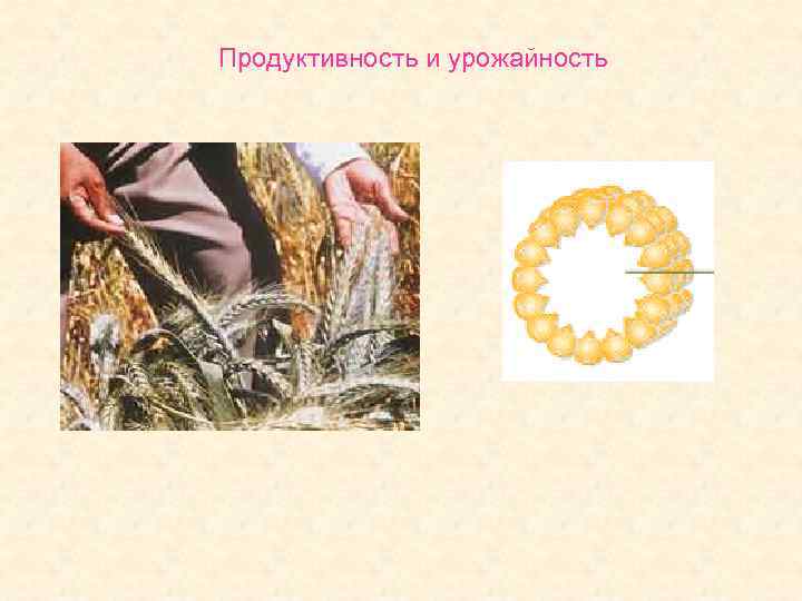 Продуктивность и урожайность 