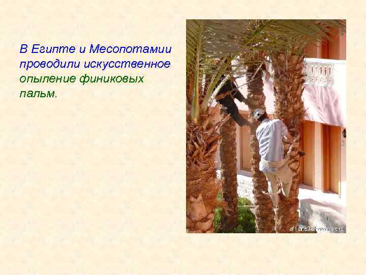В Египте и Месопотамии проводили искусственное опыление финиковых пальм. 