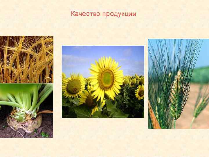 Качество продукции 