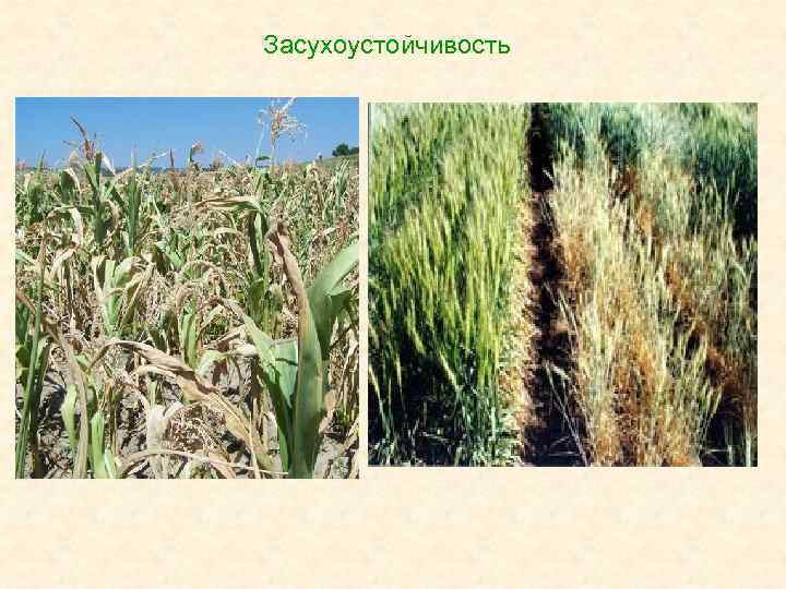 Засухоустойчивость 