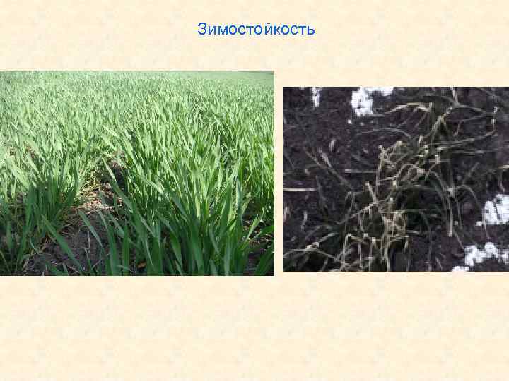 Зимостойкость 