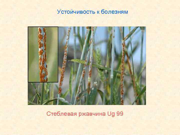 Устойчивость к болезням Стеблевая ржавчина Ug 99 