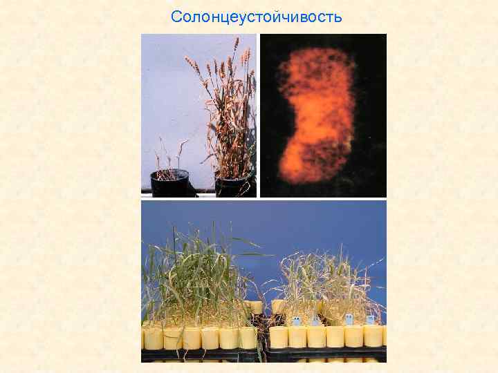 Солонцеустойчивость 