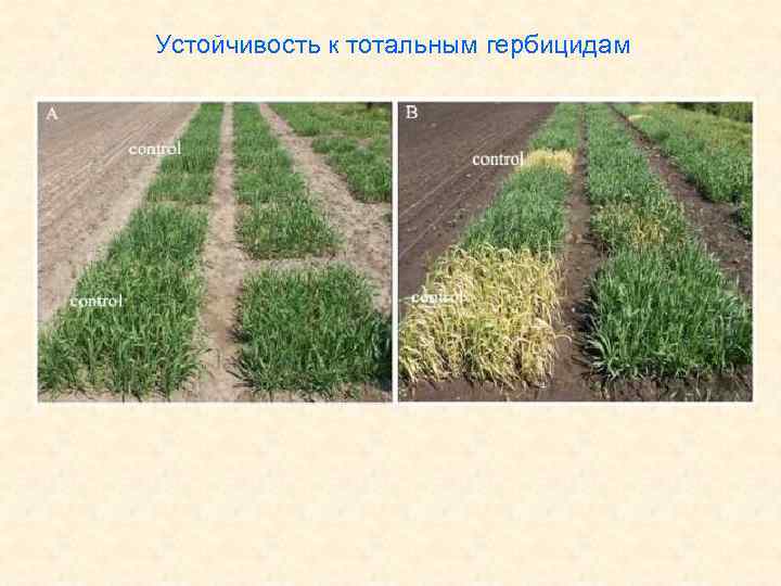 Устойчивость к тотальным гербицидам 