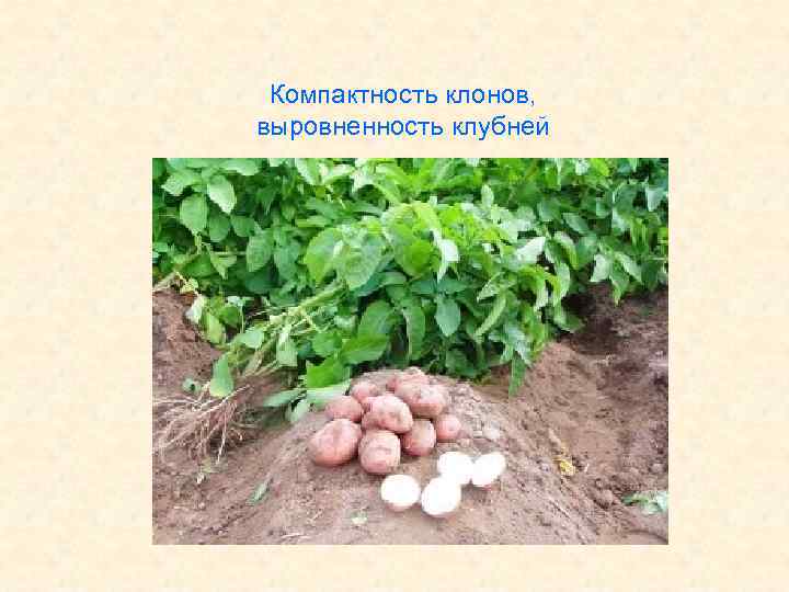 Компактность клонов, выровненность клубней 