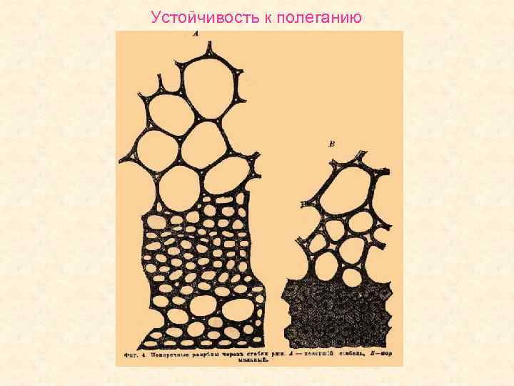 Устойчивость к полеганию 