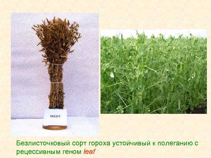 Безлисточковый сорт гороха устойчивый к полеганию с рецессивным геном leaf 