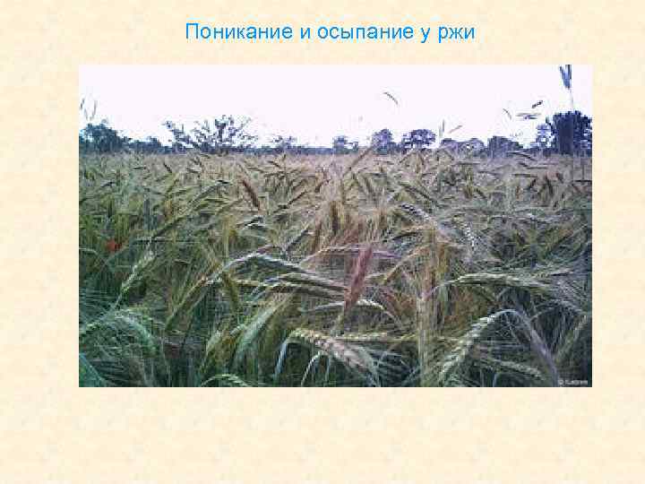 Поникание и осыпание у ржи 