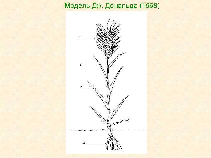 Модель Дж. Дональда (1968) 