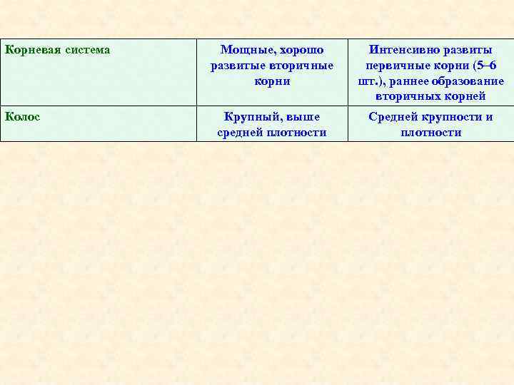 Корневая система Колос Мощные, хорошо развитые вторичные корни Интенсивно развиты первичные корни (5– 6