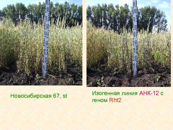 Новосибирская 67, st Изогенная линия АНК-12 с геном Rht 2 