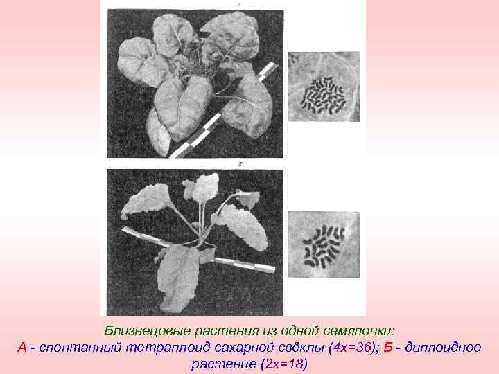 Близнецовые растения из одной семяпочки: А - спонтанный тетраплоид сахарной свёклы (4 х=36); Б