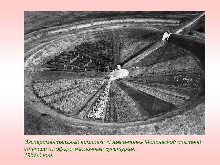 Экспериментальный комплекс «Гамма-поле» Молдавской опытной станции по эфиро-масличным культурам. 1987 -й год. 