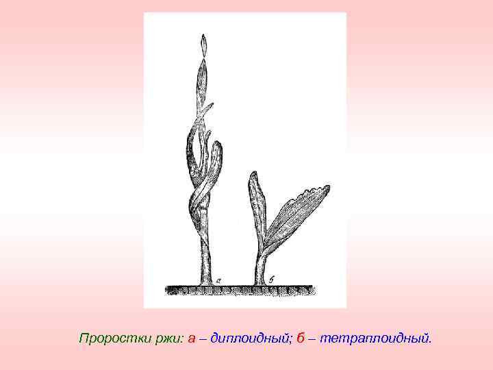 Проростки ржи: а – диплоидный; б – тетраплоидный. 