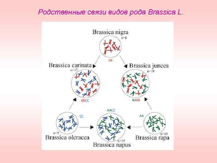 Родственные связи видов рода Brassica L. 