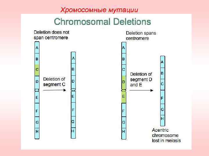 Хромосомные мутации 