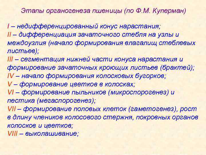 Этапы органогенеза пшеницы (по Ф. М. Куперман) I – недифференцированный конус нарастания; II –