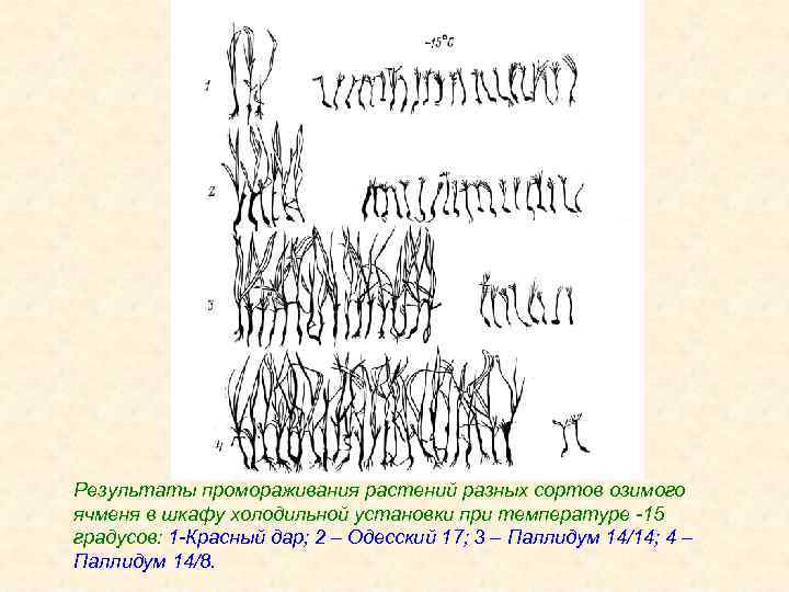 Результаты промораживания растений разных сортов озимого ячменя в шкафу холодильной установки при температуре -15