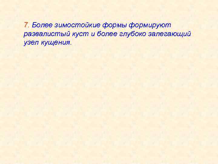 7. Более зимостойкие формы формируют развалистый куст и более глубоко залегающий узел кущения. 