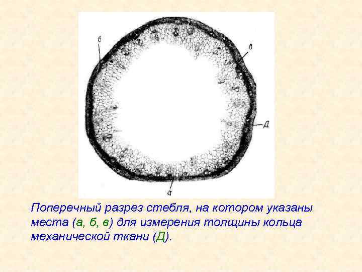 Поперечный разрез стебля, на котором указаны места (а, б, в) для измерения толщины кольца