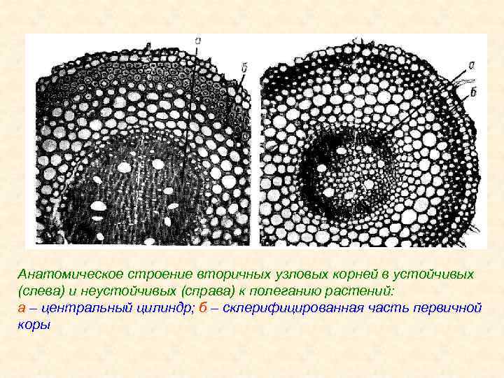 Анатомическое строение вторичных узловых корней в устойчивых (слева) и неустойчивых (справа) к полеганию растений: