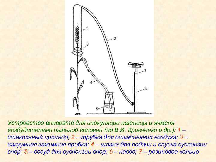 Устройство аппарата для инокуляции пшеницы и ячменя возбудителями пыльной головни (по В. И. Кривченко