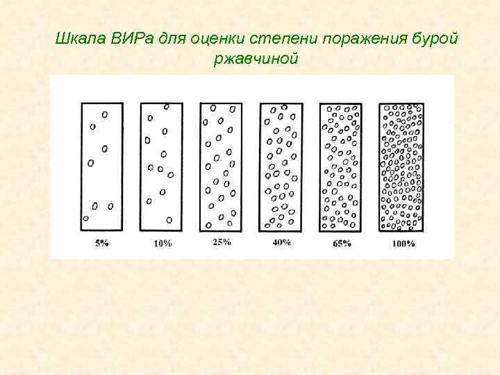 Шкала ВИРа для оценки степени поражения бурой ржавчиной 