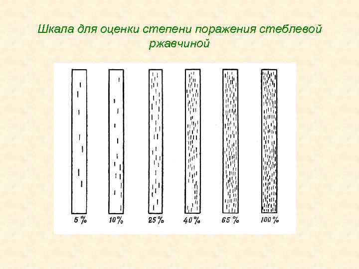 Шкала для оценки степени поражения стеблевой ржавчиной 