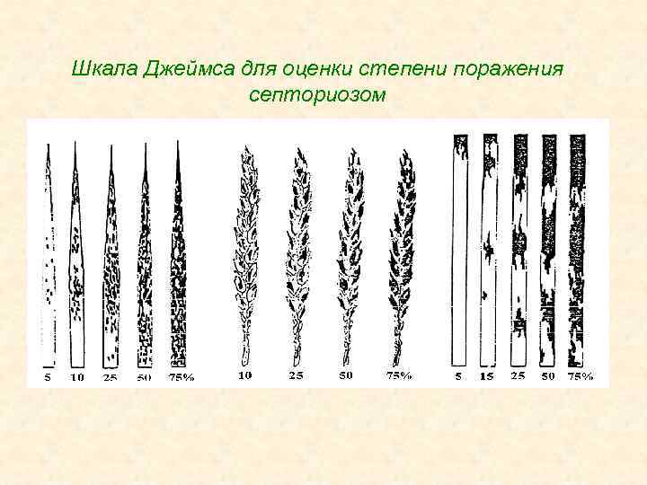 Шкала Джеймса для оценки степени поражения септориозом 