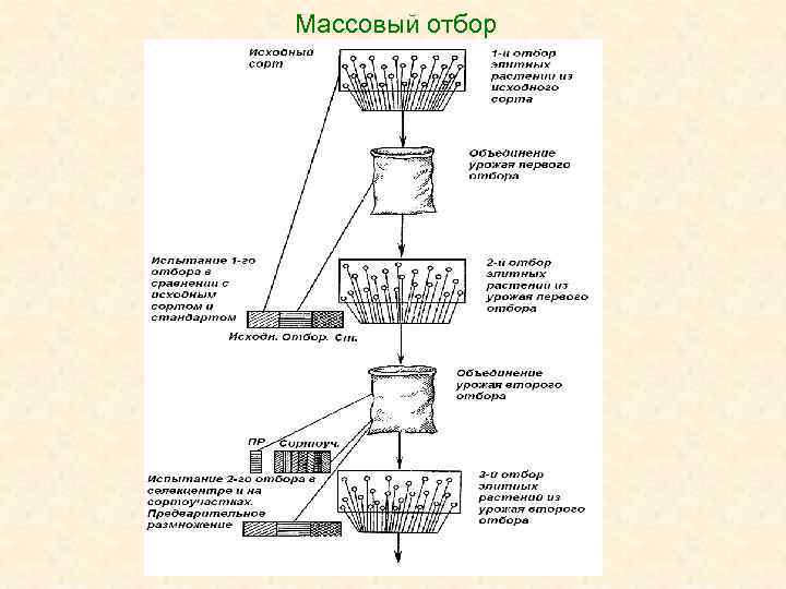 Массовый отбор 