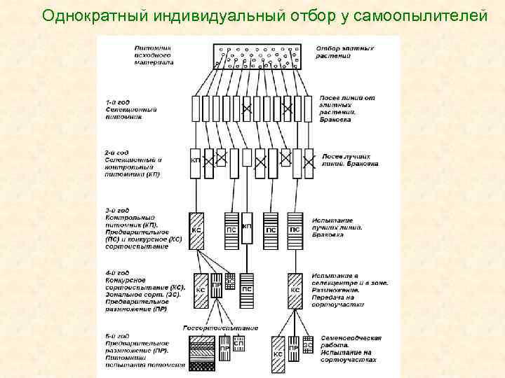 Схема селекционного процесса