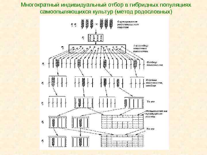 Организация индивидуального отбора. Схема селекционного процесса самоопыляющихся культур. Схема индивидуального отбора в селекции. Схема индивидуального отбора в селекции растений. Схема индивидуального отбора в семеноводстве.