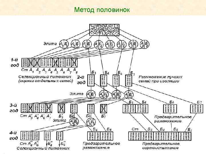 Схема селекционного процесса